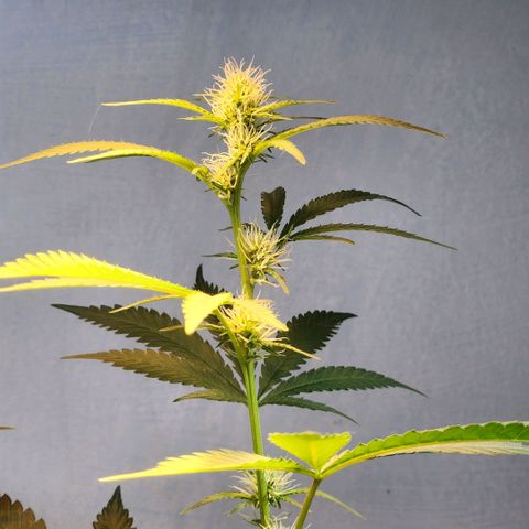 Goji OG growlog photo: First look after being away for 2 weeks