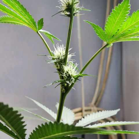 Goji OG growlog photo: First look after being away for 2 weeks