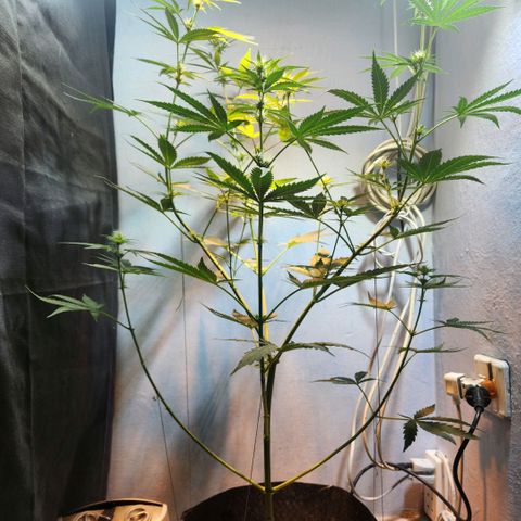 Goji OG growlog timeline photo
