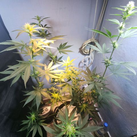 Goji OG growlog timeline photo