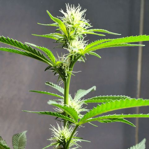 Goji OG growlog timeline photo