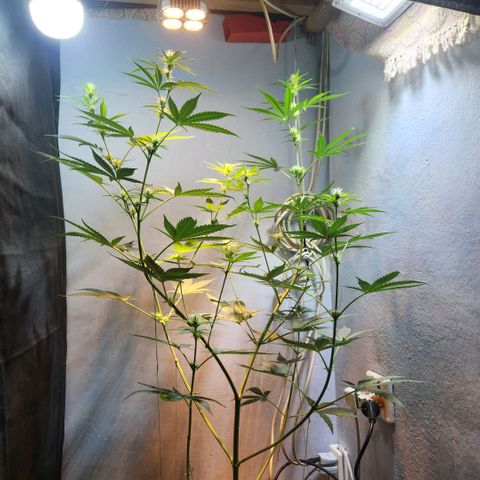 Goji OG growlog timeline photo