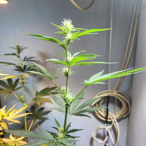 Goji OG growlog timeline photo