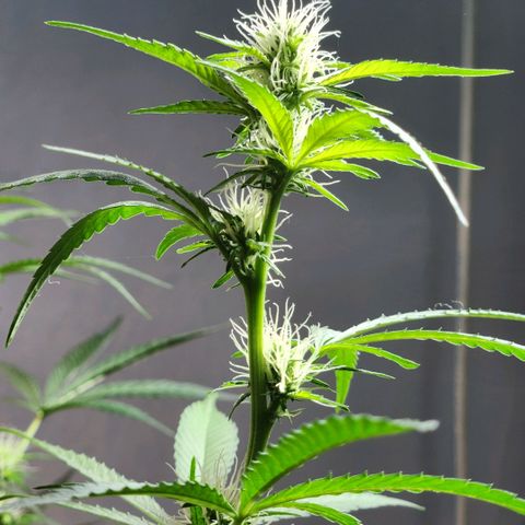 Goji OG growlog timeline photo