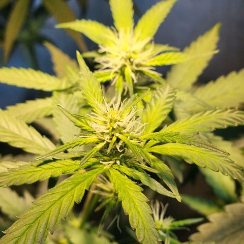 Goji OG growlog timeline photo