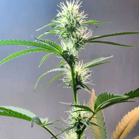 Goji OG growlog timeline photo