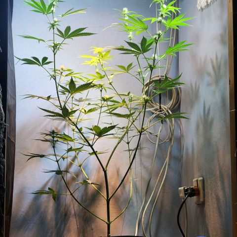 Goji OG growlog timeline photo