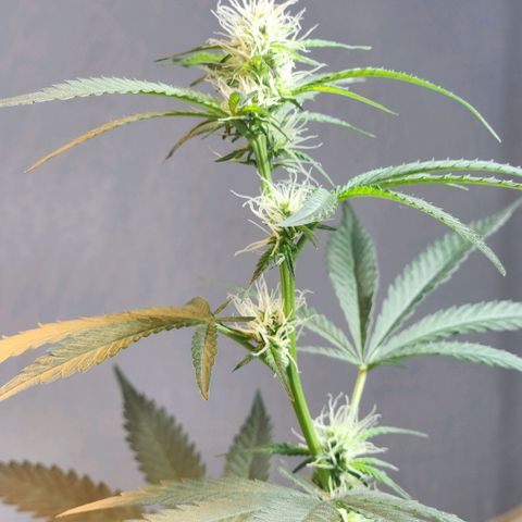 Goji OG growlog timeline photo