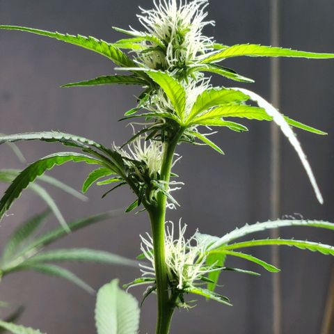 Goji OG growlog timeline photo