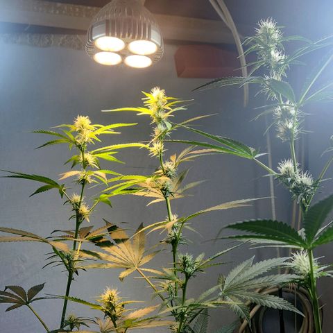 Goji OG growlog photo: Adjusted the top 2 colas under the yellow light. 2 more similar PAR lights ordered. 