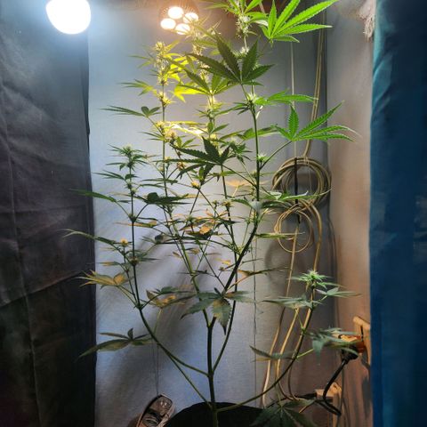 Goji OG growlog photo: I notice the tiniest shiny spots on the pistils and the small leaves coming out of the buds. 