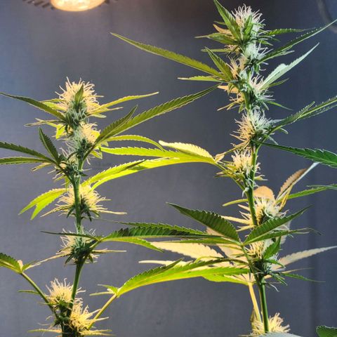 Goji OG growlog photo: I notice the tiniest shiny spots on the pistils and the small leaves coming out of the buds. 