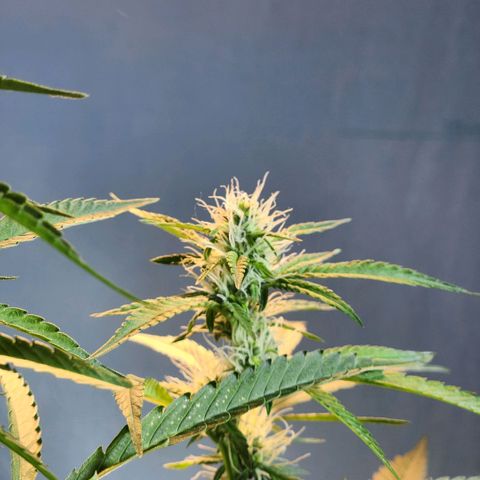 Goji OG growlog photo: Trichomes have started appearing. 