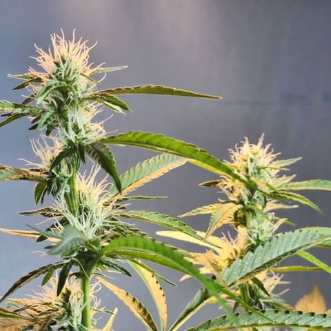 Goji OG growlog photo: Trichomes have started appearing. 