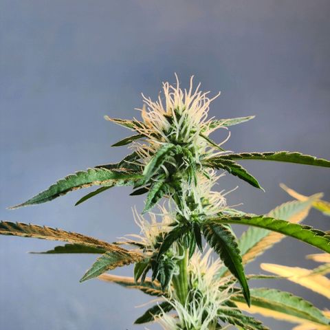 Goji OG growlog photo: Trichomes have started appearing. 