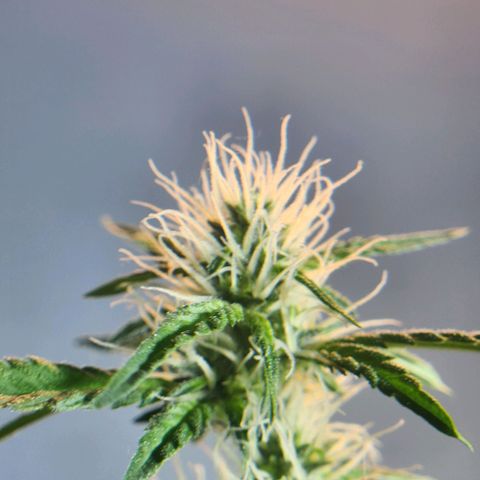 Goji OG growlog photo: Trichomes have started appearing. 
