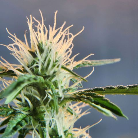 Goji OG growlog photo: Trichomes have started appearing. 