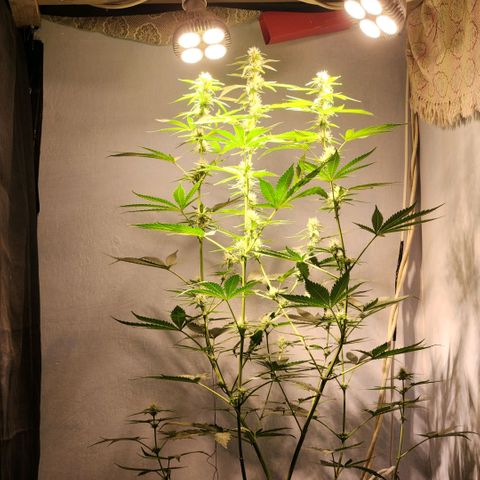 Goji OG growlog timeline photo