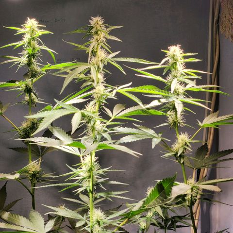 Goji OG growlog timeline photo