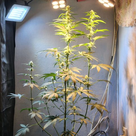 Goji OG growlog timeline photo