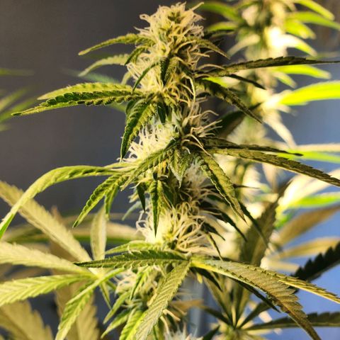 Goji OG growlog timeline photo