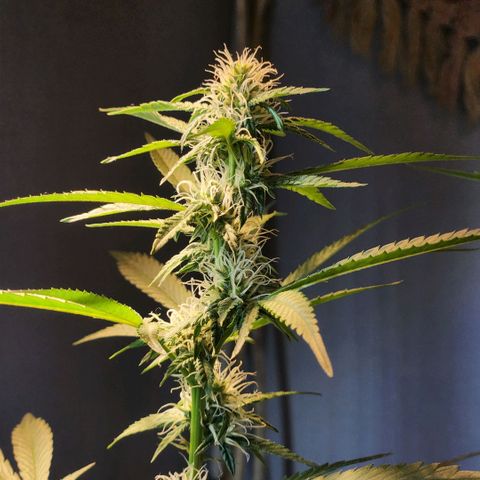 Goji OG growlog timeline photo