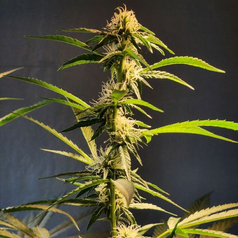 Goji OG growlog timeline photo