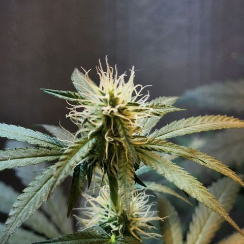Goji OG growlog timeline photo