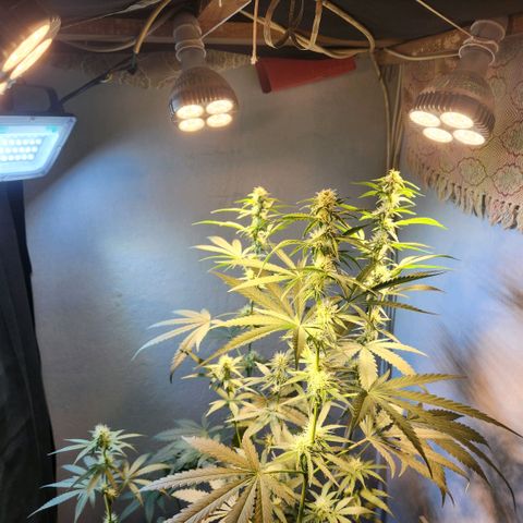 Goji OG growlog timeline photo