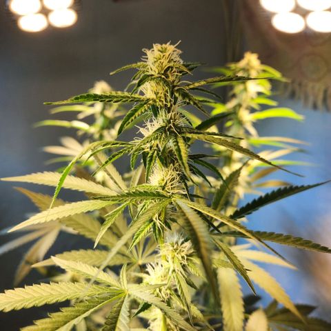 Goji OG growlog timeline photo