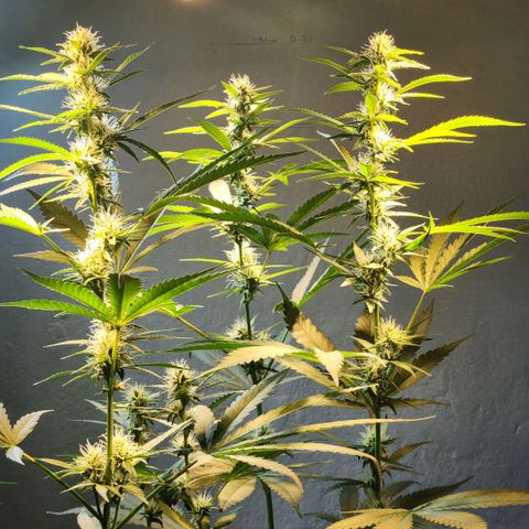Goji OG growlog timeline photo