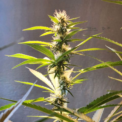 Goji OG growlog timeline photo