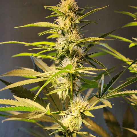 Goji OG growlog timeline photo