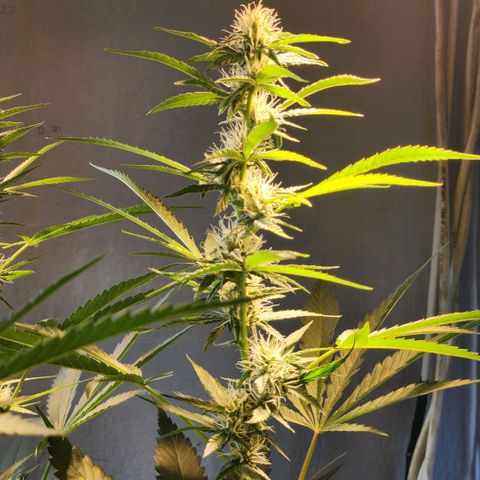 Goji OG growlog timeline photo