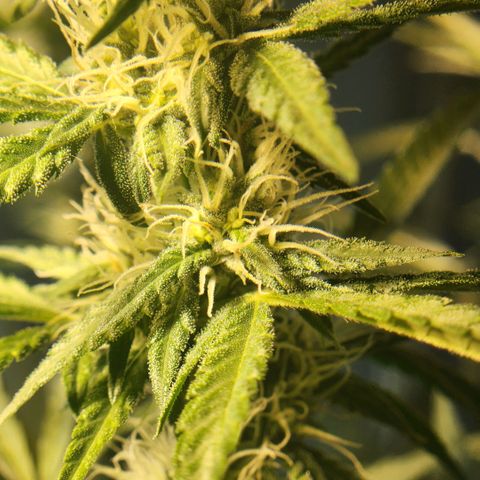 Goji OG growlog timeline photo