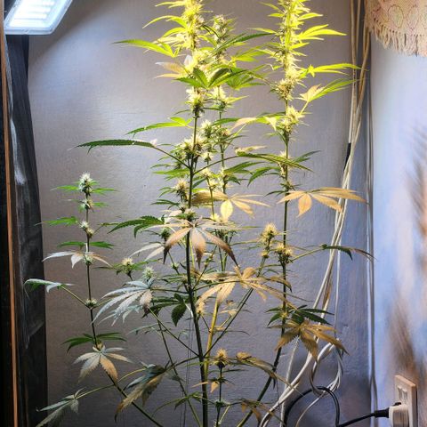 Goji OG growlog timeline photo