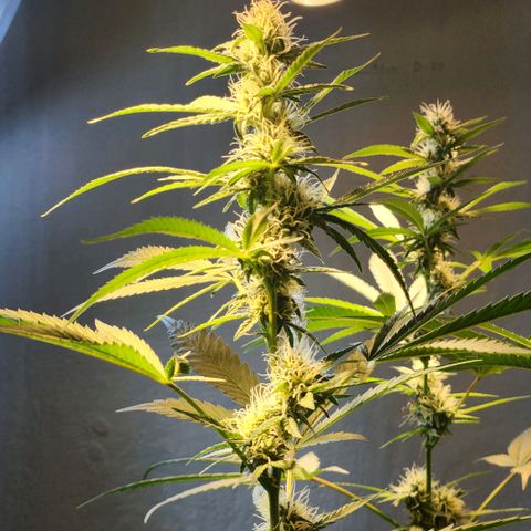 Goji OG growlog timeline photo