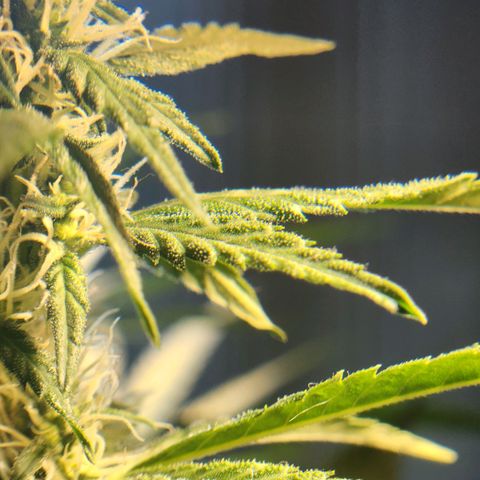 Goji OG growlog timeline photo