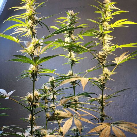 Goji OG growlog timeline photo
