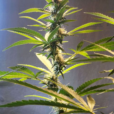 Goji OG growlog timeline photo