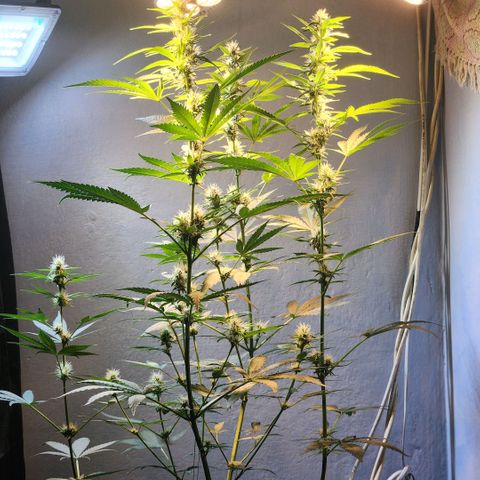 Goji OG growlog timeline photo