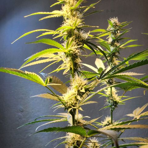 Goji OG growlog timeline photo