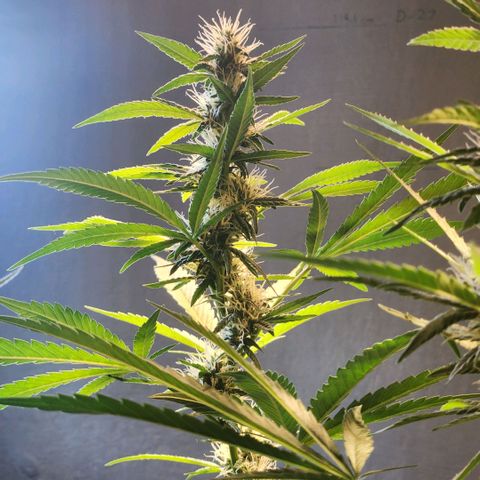 Goji OG growlog timeline photo