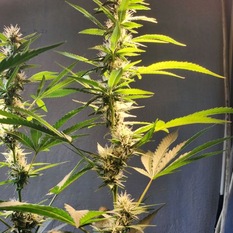 Goji OG growlog timeline photo