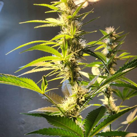 Goji OG growlog timeline photo