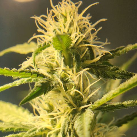Goji OG growlog timeline photo