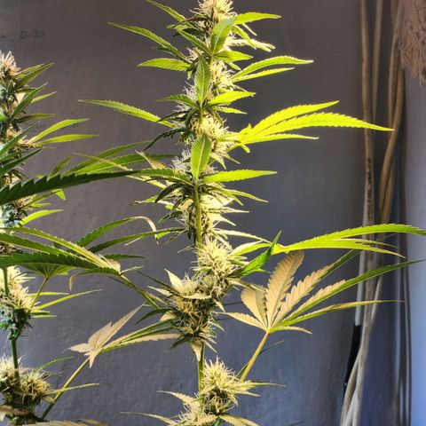 Goji OG growlog timeline photo