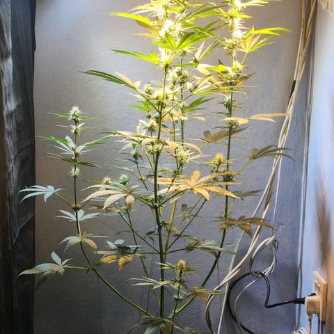 Goji OG growlog timeline photo