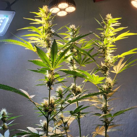 Goji OG growlog timeline photo