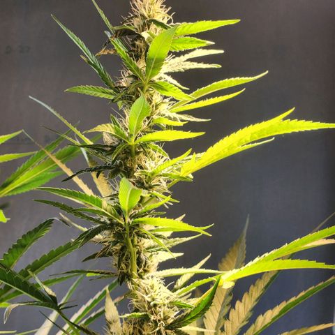 Goji OG growlog timeline photo